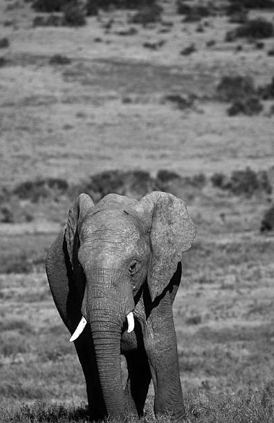 istock South Africa, African elephant. 184920672