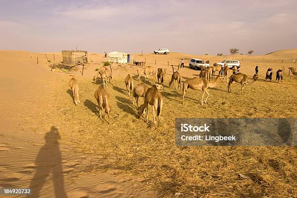 관광객 한 Camelfarm 사진작가에 대한 스톡 사진 및 기타 이미지 - 사진작가, 사파리 여행, 아부다비