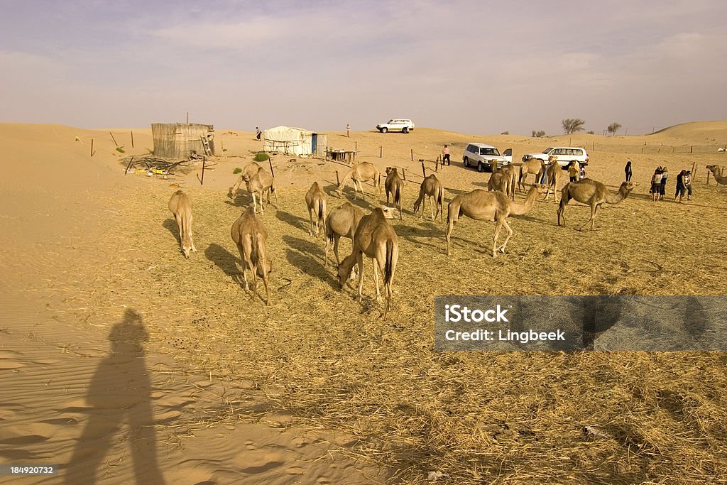 Turistas em camelfarm - Foto de stock de Abu Dhabi royalty-free