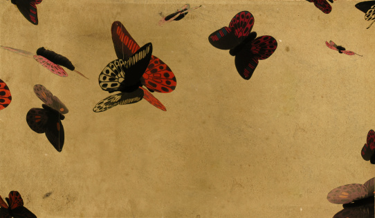 cardboard with colorful and vintage butterflies.