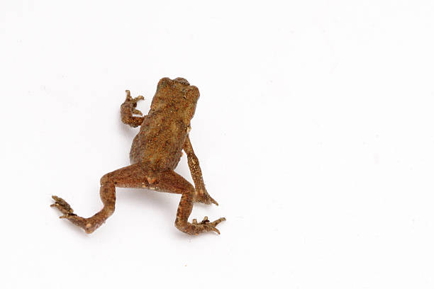 żaba - frogger zdjęcia i obrazy z banku zdjęć