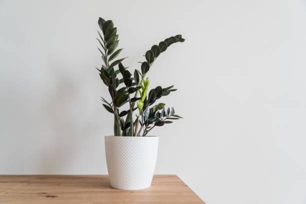 istock Plant Dollar tree in white pot on white background 1849209128