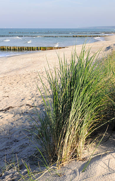 mar baltico spiaggia con reed davanti - bohlen foto e immagini stock