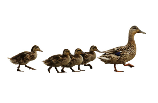 * Mumma duck leading the family. Isolated on white version of original file which is also available in my portfolio