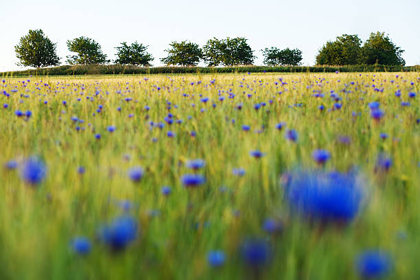 wheatfield with cornflowers at sunrise