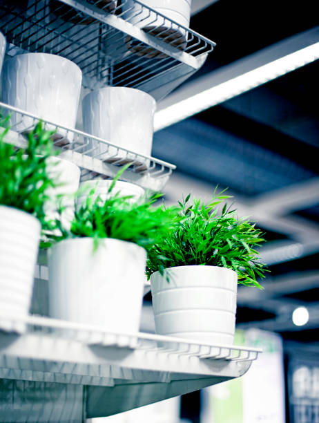 istock Plants for sale in a store 184921122