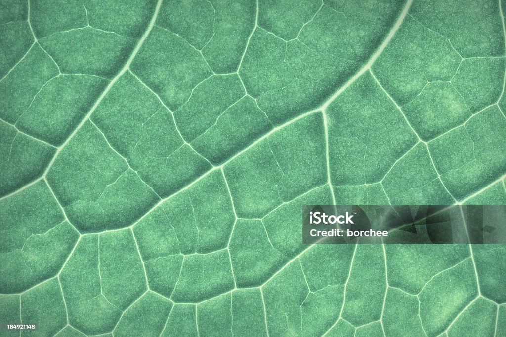 Leaf powierzchni - Zbiór zdjęć royalty-free (Abstrakcja)