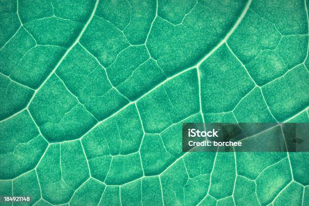 Leaf Powierzchni - zdjęcia stockowe i więcej obrazów Abstrakcja - Abstrakcja, Bez ludzi, Biologia - Nauka