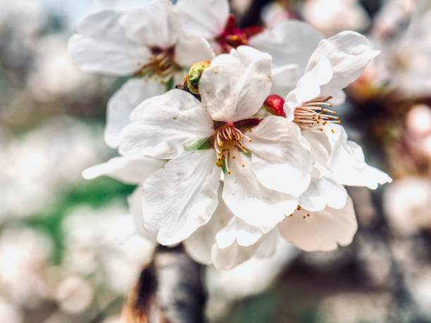 istock Nature cherry blossom, spring, plant, flower 1849213369