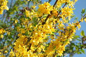 blooming yellow forsythia