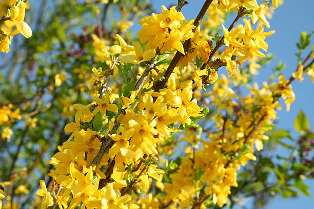 blooming yellow forsythia blooming yellow forsythia forsythia garden stock pictures, royalty-free photos & images