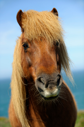 Close-up of a brown Shetland Pony looking into the camera