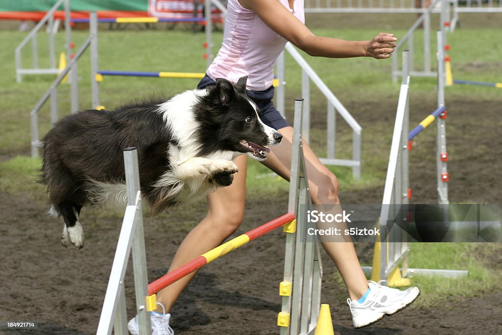 Border Collie - Foto de stock de Actuación - Representación libre de derechos