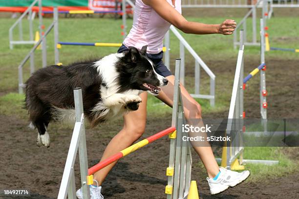 Border Collie - zdjęcia stockowe i więcej obrazów Budowla mieszkaniowa - Budowla mieszkaniowa, Collie, Część ciała zwierzęcia