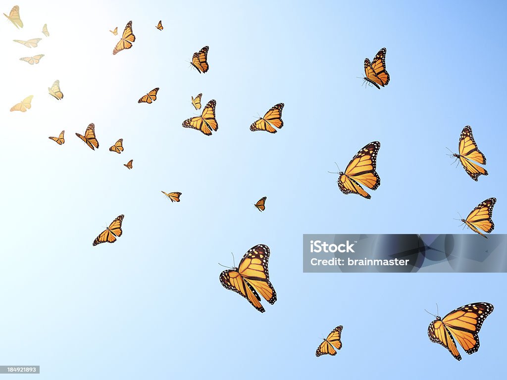 Volare butterflys - Foto stock royalty-free di Farfalla