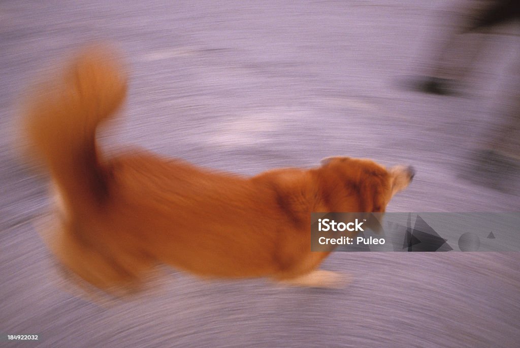Dog Play Motion blurred dog. NON-PHOTOSHOP Animal Stock Photo