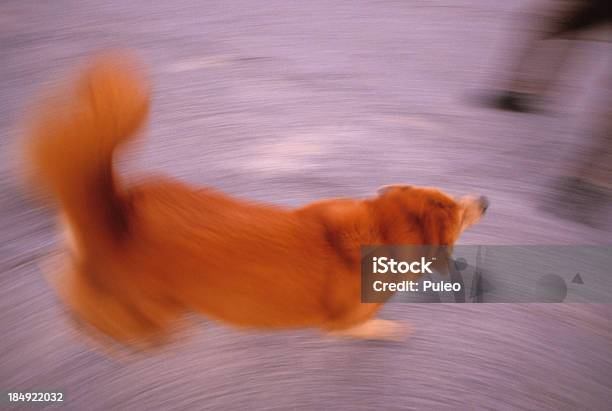 Dog Play Stock Photo - Download Image Now - Animal, Animal Hair, Blurred Motion