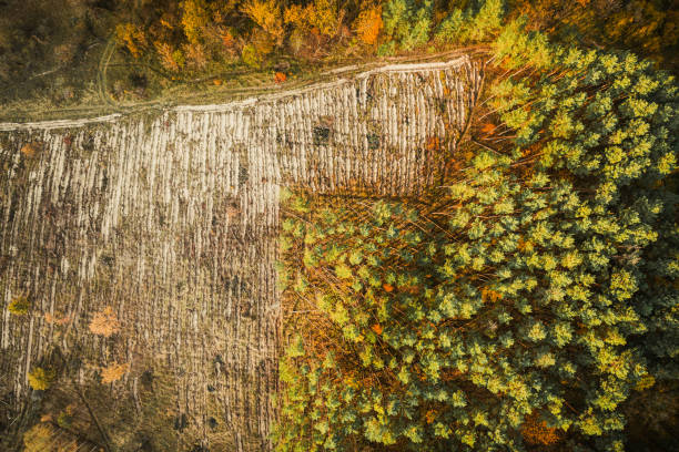 森林伐採地域の風景の空中写真緑の松林。秋の季節の高い姿勢からヨーロッパの自然のトップビュー。ドローンビュー。森林を切り裂く伐採地帯を俯瞰。フラットビュー - landscape aerial view lumber industry agriculture ストックフォトと画像