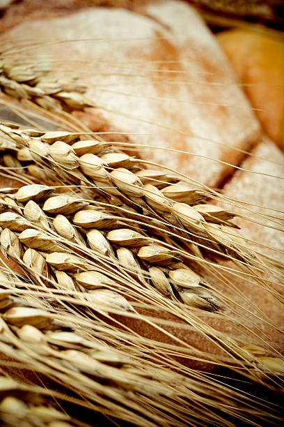 베이커리 - wheat whole wheat close up corn on the cob 뉴스 사진 이미지