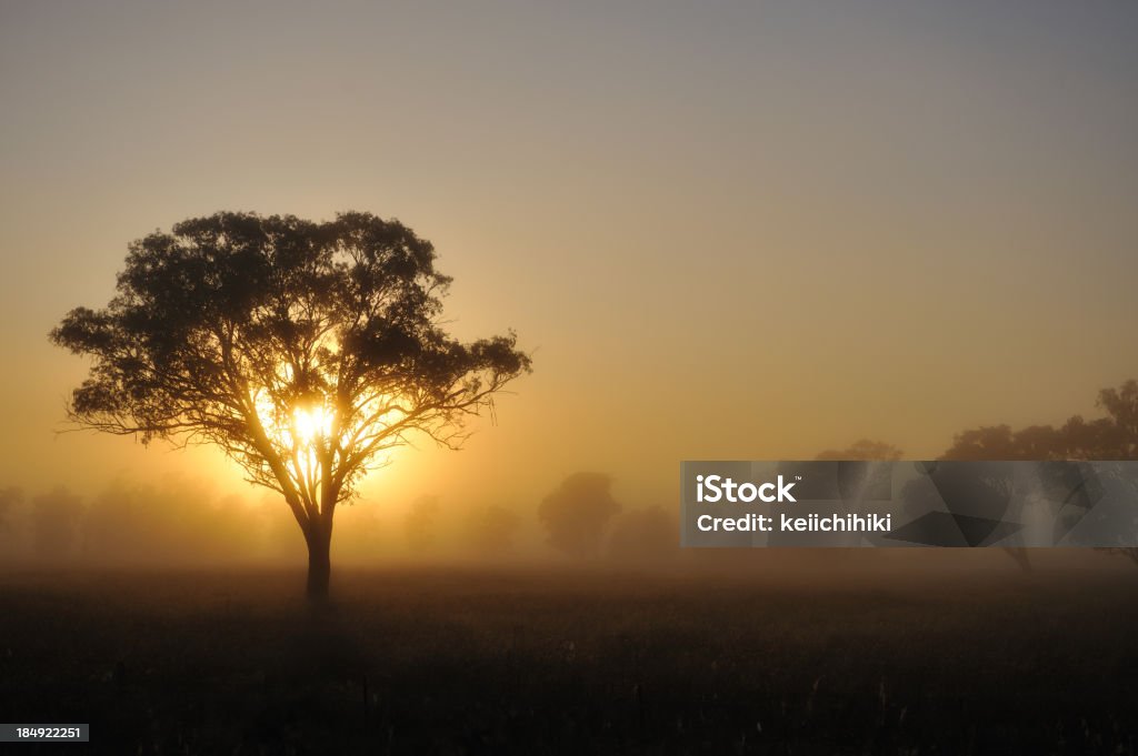 Silhouette d'arbre en Australie paysage au coucher du soleil - Photo de Abstrait libre de droits