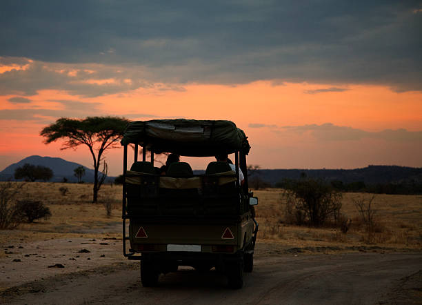 Safari jeep in African sunset with acacia against the sky. Safari jeep in African sunset.See also my LB: africa sunset ruaha national park tanzania stock pictures, royalty-free photos & images