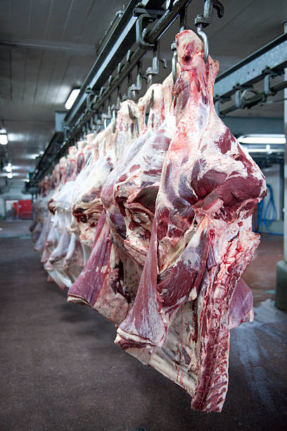 cow carcasses - butcher butchers shop slaughterhouse hook 뉴스 사진 이미지