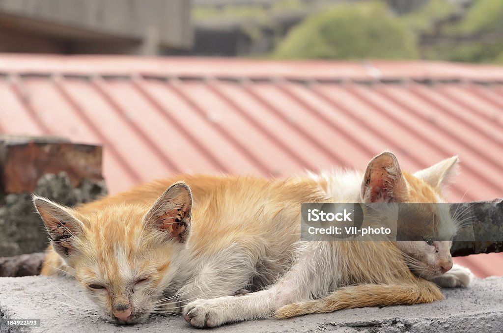 Sem-abrigo, gatos - Royalty-free Gatinho Foto de stock