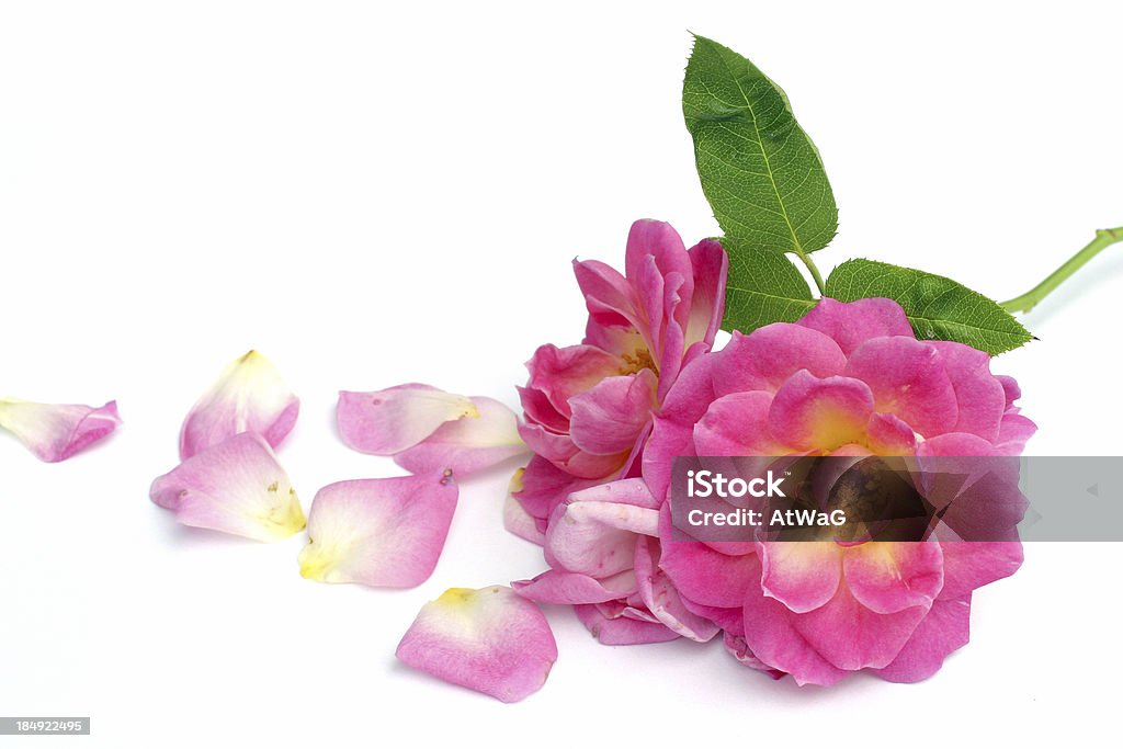 늙음 장미 - 로열티 프리 꽃-식물 스톡 사진