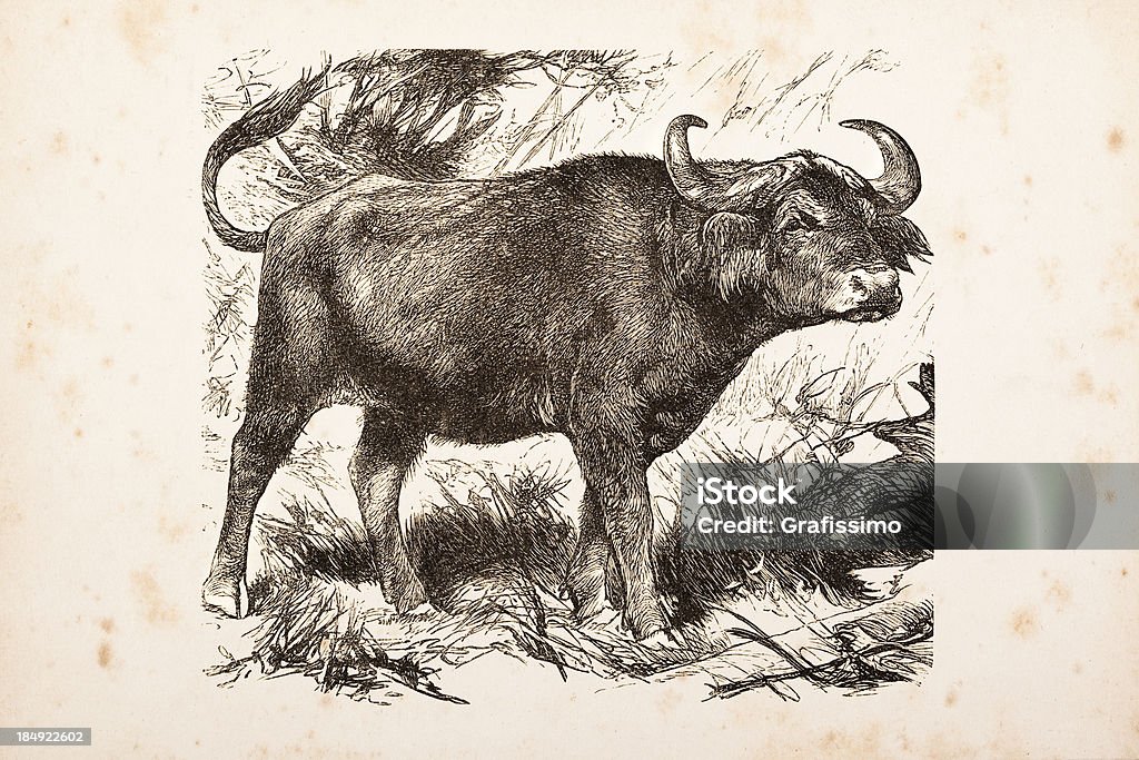 Gravieren african buffalo aus 1882 - Lizenzfrei Afrika Stock-Illustration