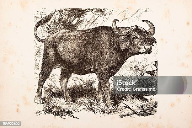 Gravieren African Buffalo Aus 1882 Stock Vektor Art und mehr Bilder von Afrika - Afrika, Alt, Gemaltes Bild