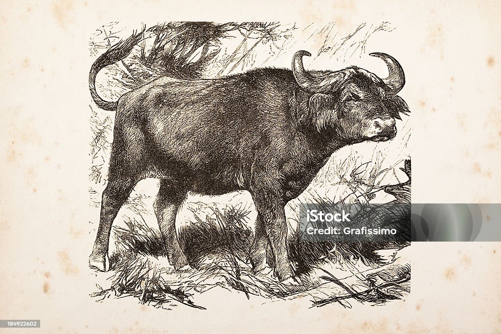 Incisione Bufalo africano nel 1882 - Illustrazione stock royalty-free di Africa