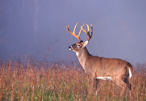 A large whitetail buck stands in a foggy meadow at sunrise. ME.
