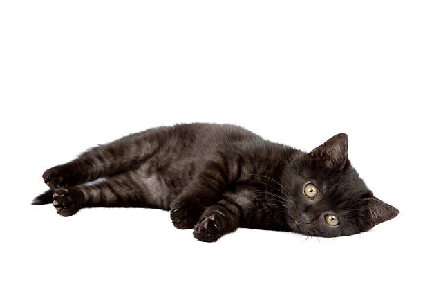 istock Cute black baby cat 184922992