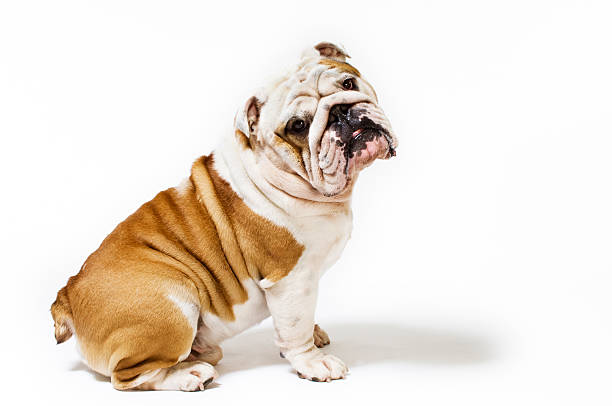 Portrait of British Bulldog White Background Five year old British Bulldog adopting a rather coquettish pose for the camera.More Bugs & Pets here bulldog stock pictures, royalty-free photos & images