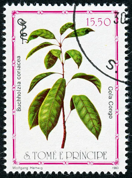 Photo of Buchholzia Coriacea Plant