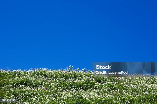 Bereich Von Blumen Stockfoto und mehr Bilder von Agrarbetrieb - Agrarbetrieb, Aussicht genießen, Baumblüte