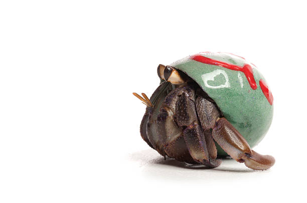 hermit 붙잡음 - hermit crab pets animal leg shell 뉴스 사진 이미지