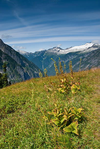 meadow unter cascade-pass - north cascades national park awe beauty in nature cloud stock-fotos und bilder