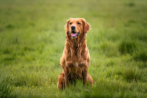 A wet Golden Retriever sitting up in a field looking slighty left