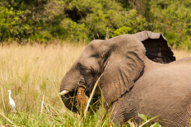 istock African Elephant in green with white bird-eating 184923370