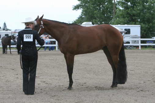 Young woman showing stock horse in-hand.