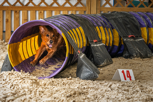 Dogs in action - Golden Retriever agility running in a tunnel indoors