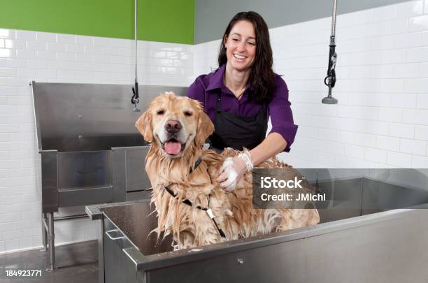 ゴールドレトリバーバスルームへの自動サービスの犬洗い - トリマーのストックフォトや画像を多数ご用意 - トリマー, 犬, ペット