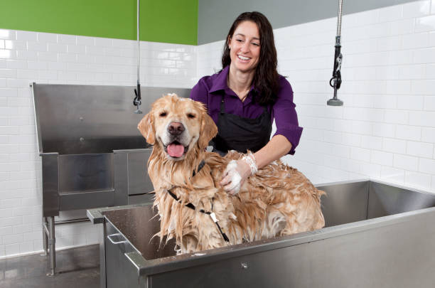 Golden Retriever Getting a Bath at Self Service Dog Wash. Golden Retriever getting a bath. Focus is on person. dog grooming stock pictures, royalty-free photos & images