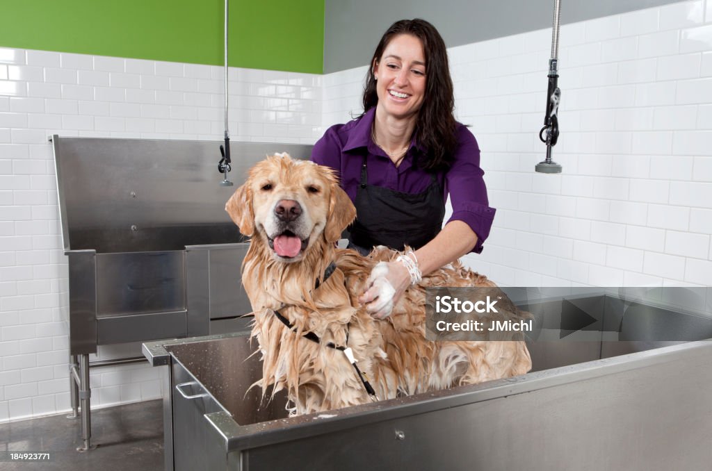 Labrador Dourado s'um banho no autoatendimento cão de lavagem. - Foto de stock de Tosador de Animais royalty-free