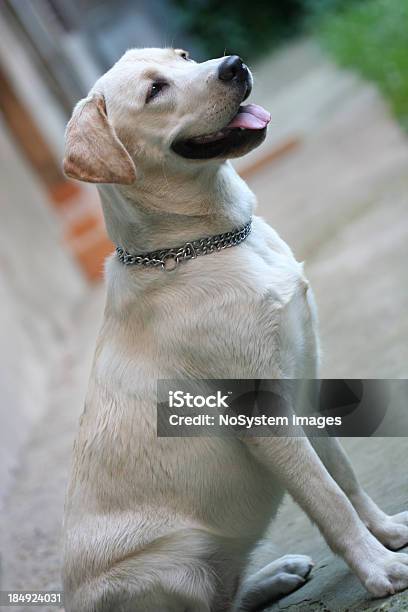 Labrador Retriver Foto de stock y más banco de imágenes de Almohadillas - Pata de animal - Almohadillas - Pata de animal, Animal, Bulldog