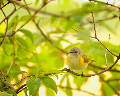 Just like the title says, a species shot of a female American Redstart migrating through Crane Creek Ohio. Ain't she cute?