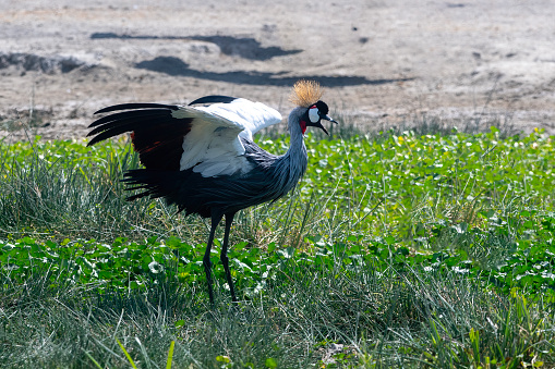A crowned crane dancing in the NgoroNgoro Crater National Park – Tanzania