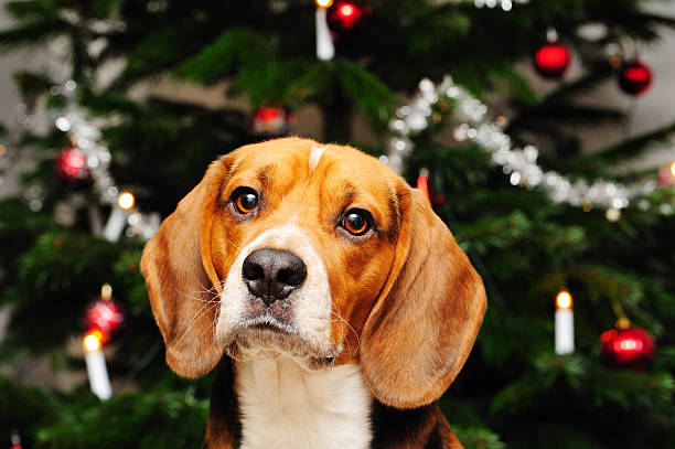 istock Beagle dog in front of christmas tree 184924314