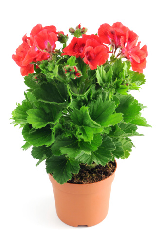 red Pelargonium (Cransbill) in flower pot at isolated white background. Geranie.See also my other images